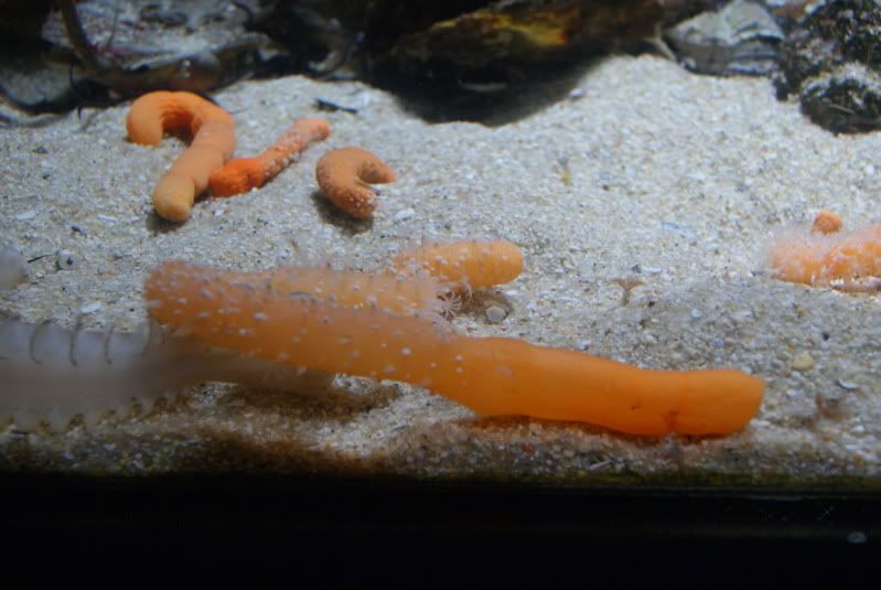 Visita al Acuario de O Grove Biotope Aquarium Forum